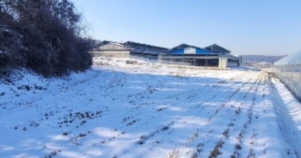 충청북도 진천군 문백면 사양리 OO 답 경매 물건 이미지
