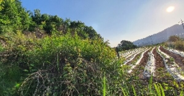 충청북도 영동군 용산면 매금리 OOOOO O OOO 전 경매 물건 이미지