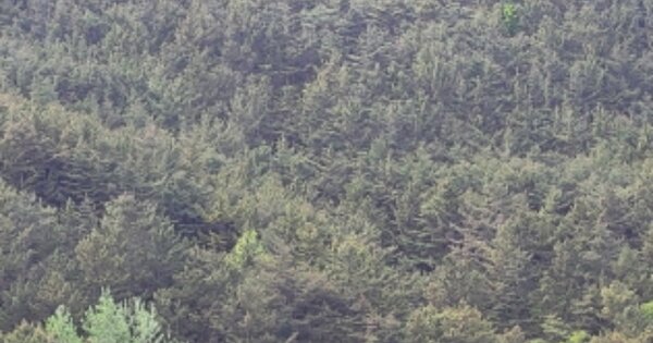 경상북도 영덕군 영해면 사진리 OOO 임야 경매 물건 이미지