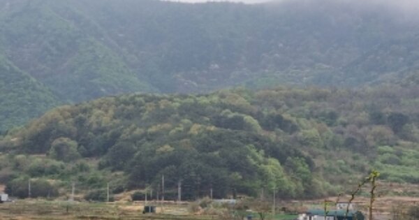 경상북도 경주시 내남면 비지리 OOO 묘지 경매 물건 이미지