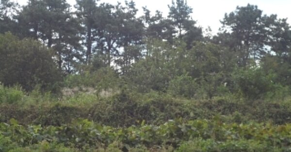 경상남도 창녕군 대합면 대동리 OOOOO 전 경매 물건 이미지