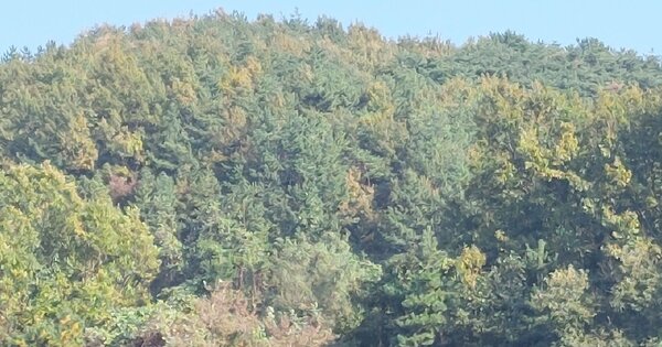 충청남도 보령시 남포면 양기리 OOO 임야 경매 물건 이미지