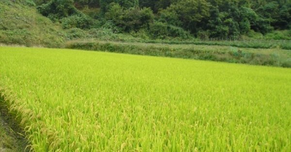충청남도 청양군 대치면 시전리 OOOOO 답 경매 물건 이미지