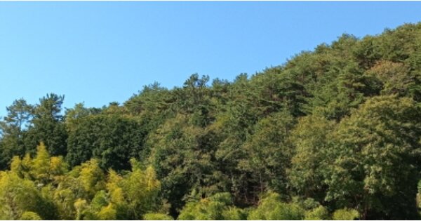 경상남도 거제시 연초면 죽토리 OOOOOO O OOO 임야 경매 물건 이미지