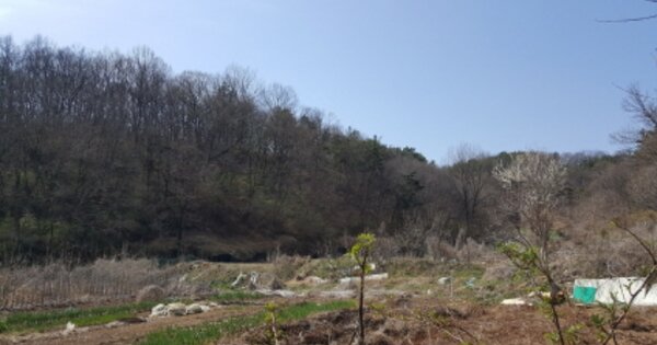 경상북도 고령군 대가야읍 연조리 OOO 임야 경매 물건 이미지