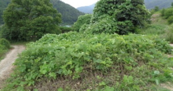 경상남도 산청군 시천면 중태리 OO 임야 경매 물건 이미지