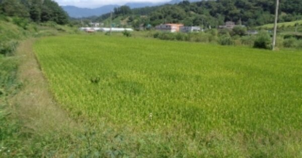 전라북도 무주군 안성면 죽천리 OOOOOO 답 경매 물건 이미지