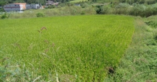 전라북도 무주군 안성면 죽천리 OOOO 답 경매 물건 이미지