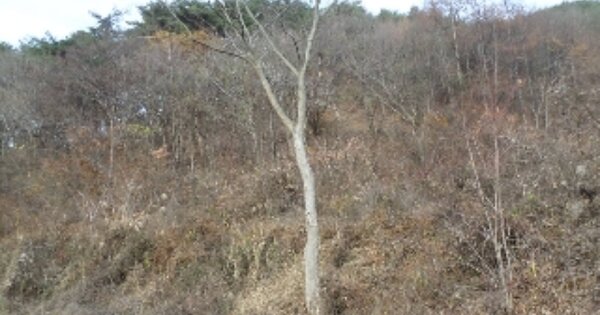 전라북도 임실군 덕치면 장암리 OOO 임야 경매 물건 이미지