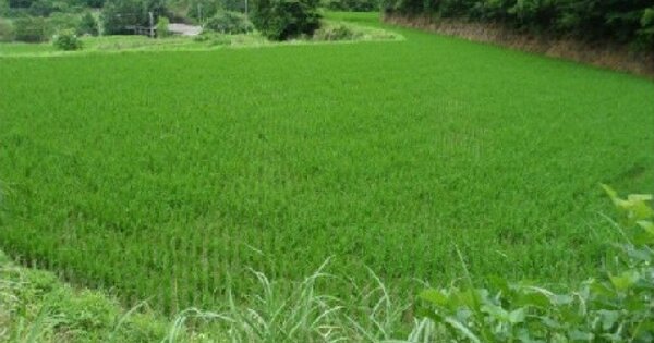 전라남도 보성군 복내면 장천리 OOOO 답 경매 물건 이미지