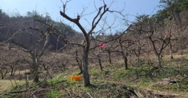 전라남도 장성군 북이면 백암리 OOOOO 과수원 경매 물건 이미지
