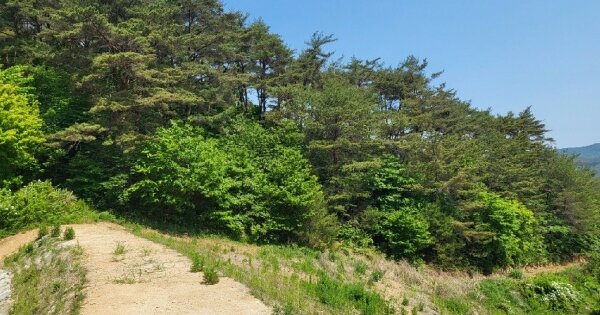 전라남도 곡성군 죽곡면 동계리 OOOO 임야 경매 물건 이미지