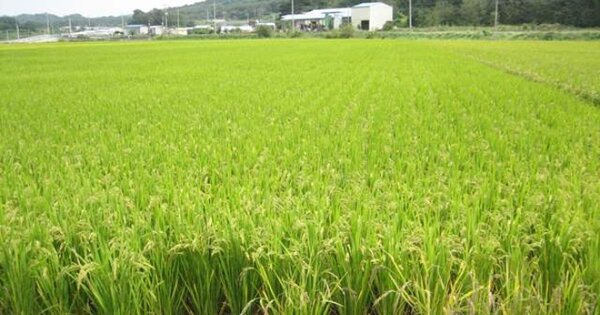 경상북도 예천군 호명면 담암리 OOOOO 답 경매 물건 이미지
