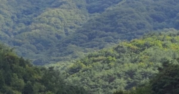 전라남도 곡성군 죽곡면 하한리 OOO 임야 경매 물건 이미지