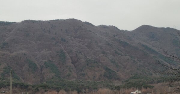 경상북도 영천시 자양면 도일리 OOOOO 임야 경매 물건 이미지