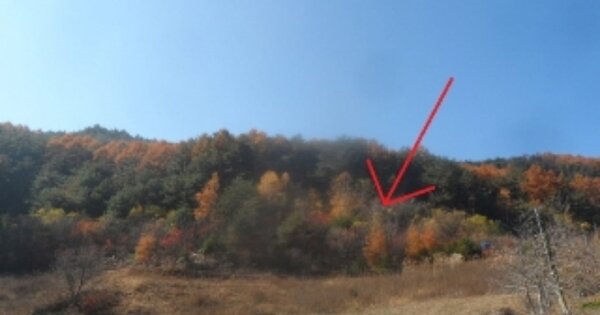 강원도 정선군 임계면 반천리 OOOOO 전 경매 물건 이미지