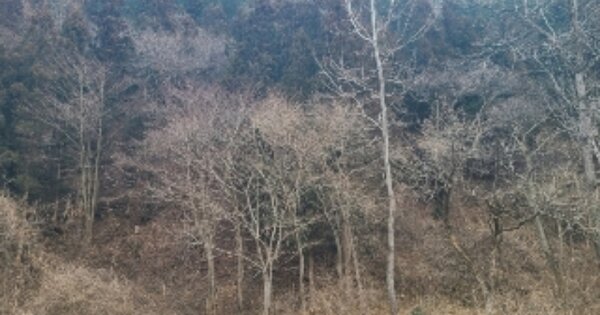 전라남도 담양군 용면 용치리 OOO 임야 경매 물건 이미지