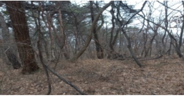 경기도 평택시 포승읍 만호리 OOOOOO 임야 경매 물건 이미지