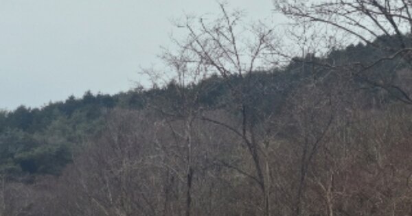 전라남도 곡성군 석곡면 염곡리 OOO 임야 경매 물건 이미지