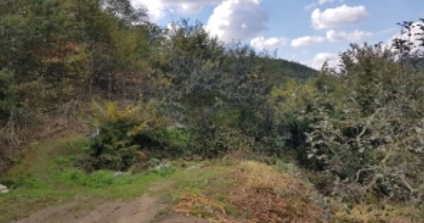 경상북도 안동시 예안면 주진리 OOO 임야 경매 물건 이미지