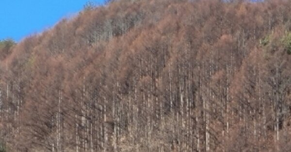 경상북도 봉화군 명호면 관창리 OOOO 임야 경매 물건 이미지
