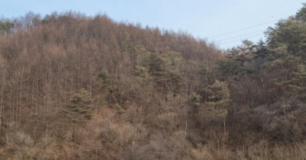 경상북도 봉화군 명호면 고감리 OOO 전 경매 물건 이미지