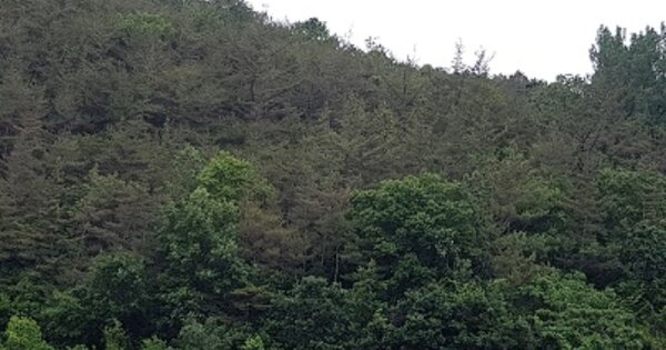 경상북도 의성군 안평면 박곡리 OO 임야 경매 물건 이미지