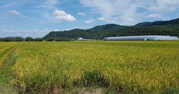 대구 군위군 군위읍 금구리 OOO 답 경매 물건 이미지