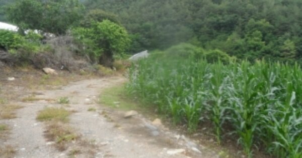 강원도 정선군 정선읍 용탄리 OOOOO O OOO 전 경매 물건 이미지