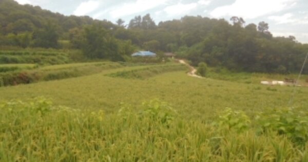 충청남도 부여군 은산면 홍산리 OOO 답 경매 물건 이미지