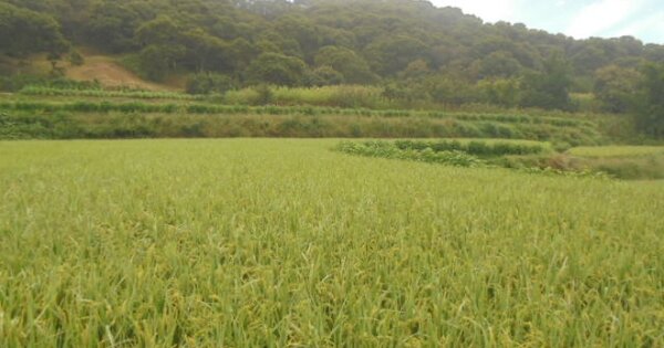 충청남도 부여군 은산면 홍산리 OOO O OOO 답 경매 물건 이미지