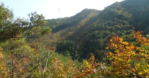 강원도 강릉시 강동면 모전리 OOOO O OOO 임야 경매 물건 이미지