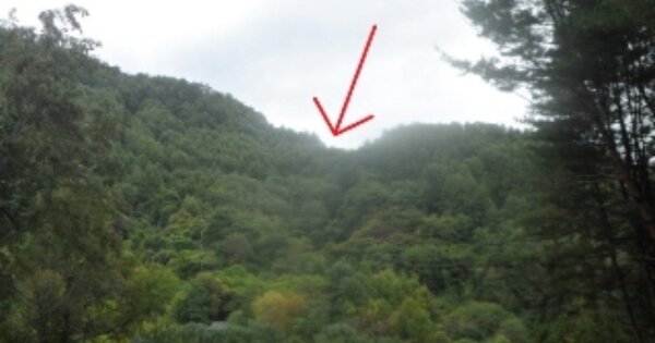 강원도 평창군 평창읍 향동리 OOO 임야 경매 물건 이미지