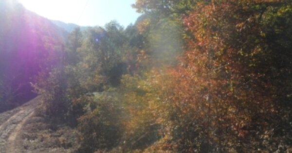 강원도 평창군 대화면 개수리 OOO O OOO 전 경매 물건 이미지
