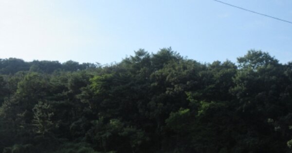 경상북도 포항시 남구 동해면 상정리 OOOO 임야 경매 물건 이미지