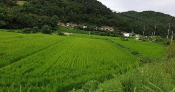 경상북도 경주시 서면 도리 OOOOOO 답 경매 물건 이미지