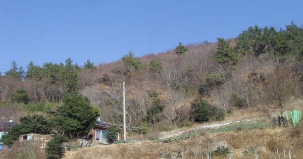 전라남도 완도군 군외면 당인리 OOO 임야 경매 물건 이미지