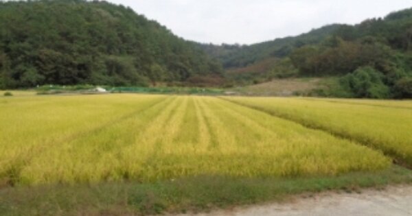 경상남도 진주시 사봉면 부계리 OOOOO 답 경매 물건 이미지