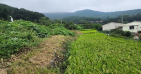울산광역시 울주군 상북면 산전리 OOO 답 경매 물건 이미지