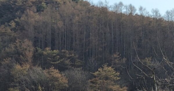 경상북도 영양군 청기면 정족리 OOO 전 경매 물건 이미지