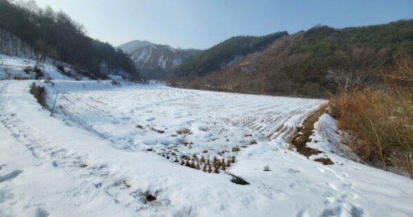전라북도 임실군 임실읍 정월리 OOOOOO 답 경매 물건 이미지