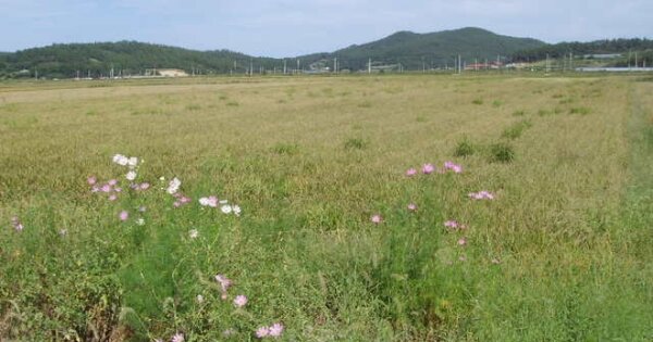 전라남도 완도군 노화읍 도청리 OOOOOOO 답 경매 물건 이미지