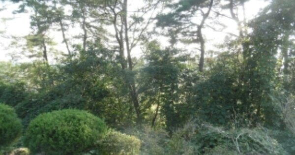 충청남도 서산시 음암면 상홍리 OOOOOO 임야 경매 물건 이미지