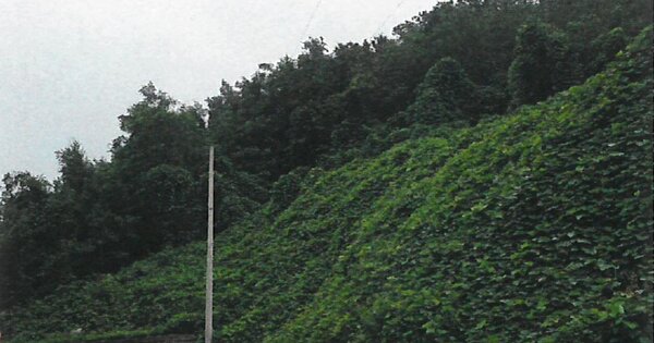 경기도 파주시 파주읍 연풍리 OOOOOO 임야 경매 물건 이미지