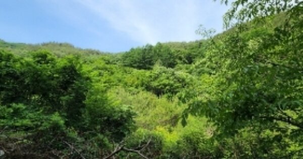 경상북도 안동시 길안면 대사리 OOOOOO 임야 경매 물건 이미지