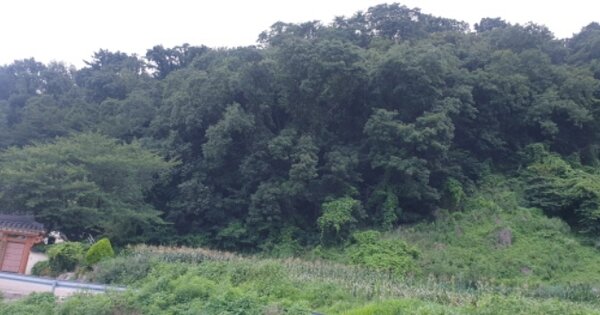 부산광역시 강서구 녹산동 OOO O OOO 임야 경매 물건 이미지