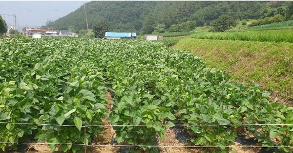 경상북도 영천시 고경면 덕암리 OOO O OOO 전 경매 물건 이미지