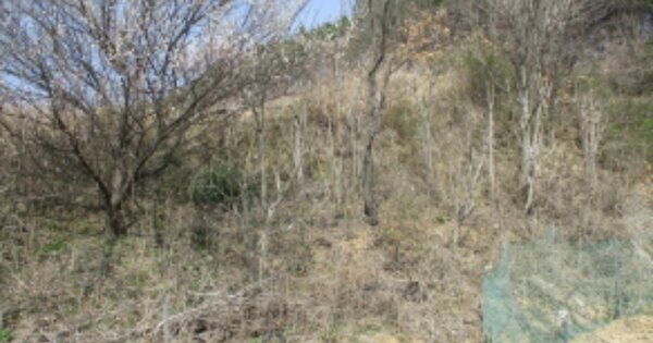 충청남도 금산군 군북면 내부리 OOOOOO 임야 경매 물건 이미지