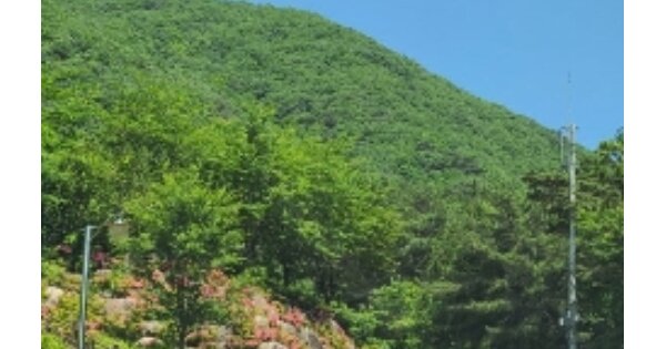 전라남도 화순군 사평면 유마리 OOO 임야 경매 물건 이미지