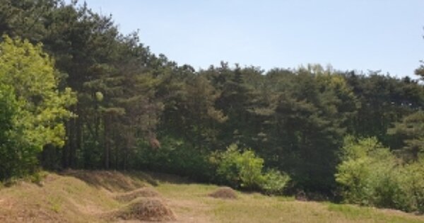 충청남도 예산군 봉산면 옥전리 OOOOO 임야 경매 물건 이미지